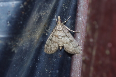 Dolicharthria bruguieralis