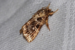 Callopistria duplicans