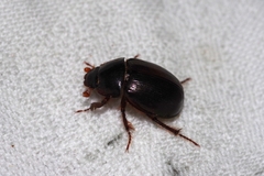 Phaeochrous emarginatus