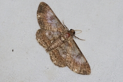 Cleora repulsaria