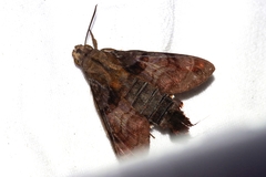 Macroglossum pyrrhosticta