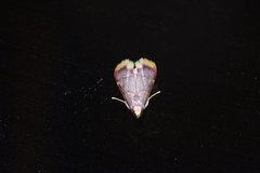 Hypsopygia mauritialis