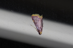 Hypsopygia mauritialis
