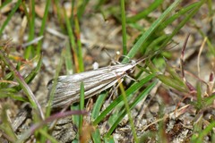 Leptosaces schistopa