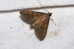 Herpetogramma yaeyamense