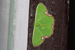 Comibaena procumbaria