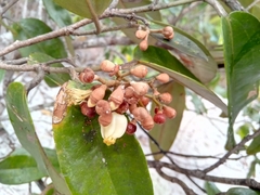 Sarcolaena multiflora image