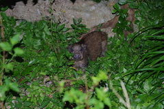 Sus scrofa riukiuanus