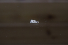 Copromorpha kijimuna