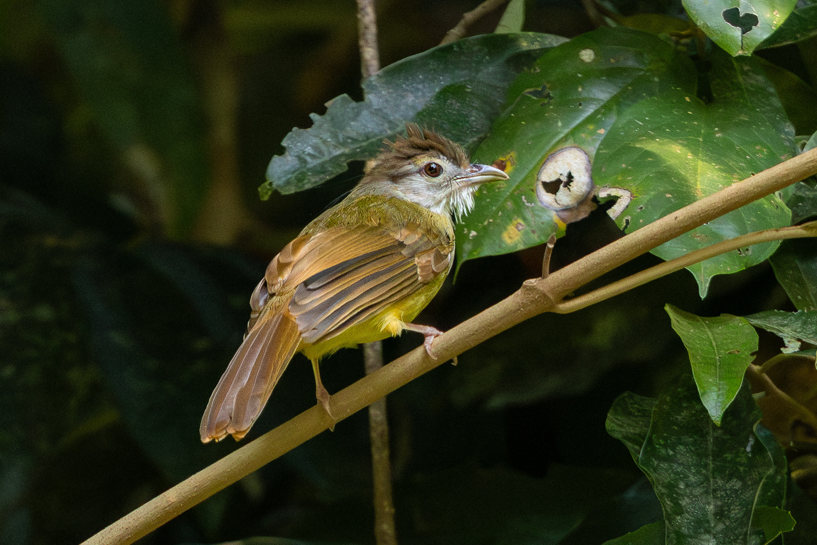 Brown-cheeked Bulbul (Alophoixus bres), photo 5