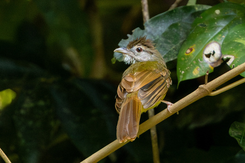 Brown-cheeked Bulbul (Alophoixus bres), photo 6