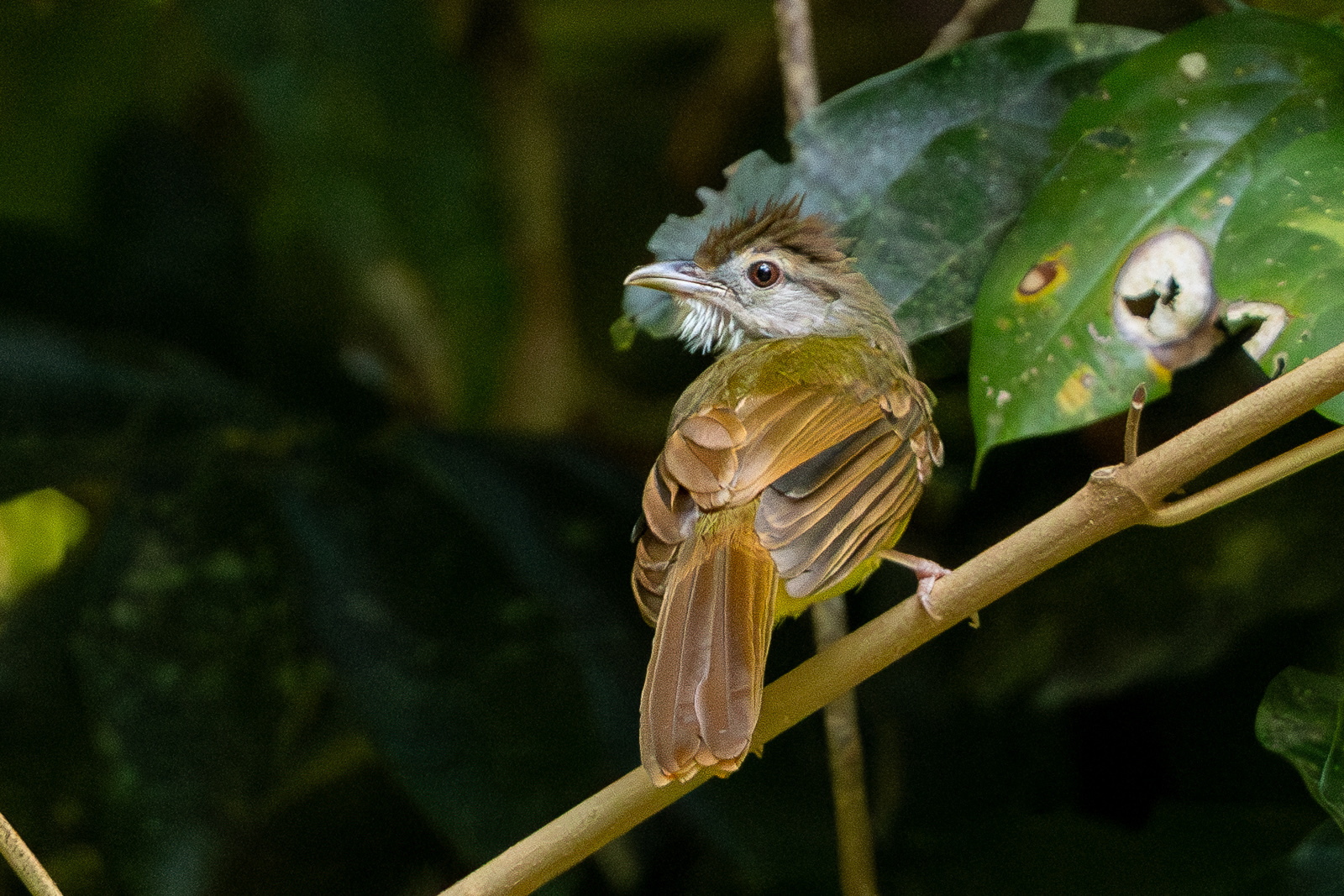 Brown-cheeked Bulbul (Alophoixus bres), photo 6