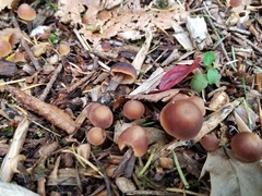Macrocystidia cucumis