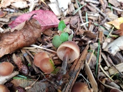 Macrocystidia cucumis