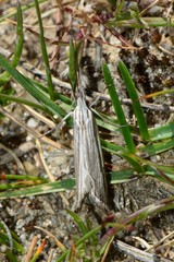 Leptosaces schistopa