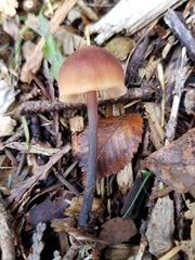 Macrocystidia cucumis