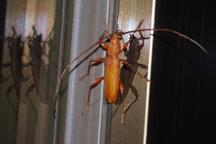 Allotraeus insularis