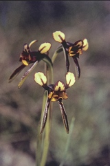 Diuris palustris