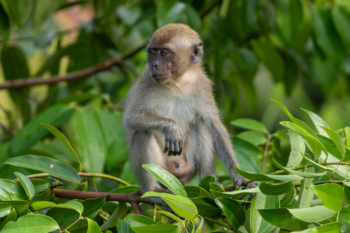 Long-tailed Macaque