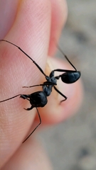 Cataglyphis holgerseni