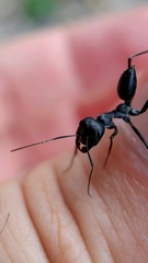 Cataglyphis holgerseni