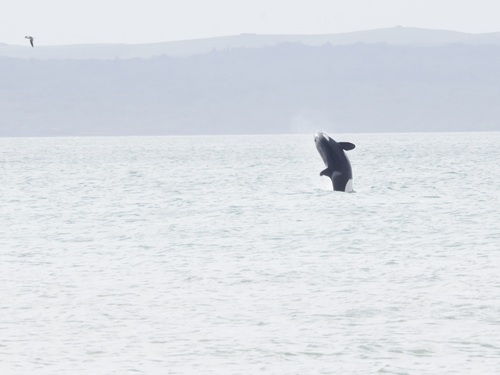 Orca