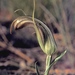 Pterostylis truncata - Photo (c) johneichler, algunos derechos reservados (CC BY-NC), subido por johneichler