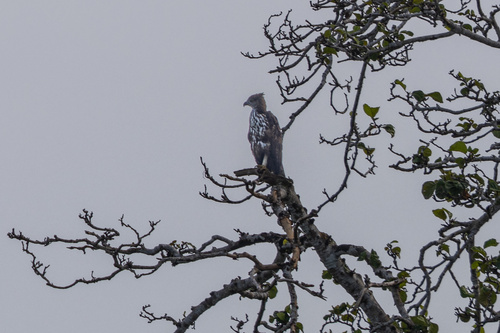 Changeable Hawk-Eagle