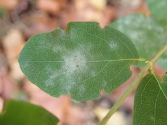 Erysiphe symphoricarpi