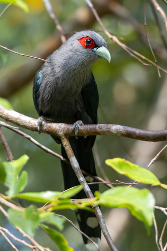 Black-bellied Malkoha (Phaenicophaeus diardi), photo 4