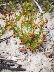 Hermannia pinnata