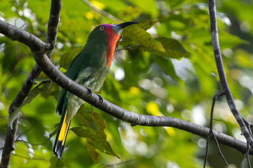 Red-bearded Bee-eater