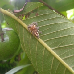 Hyllus semicupreus