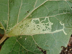 Phytomyza lappae