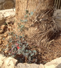 Capparis zoharyi