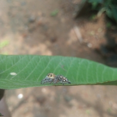 Hyllus semicupreus