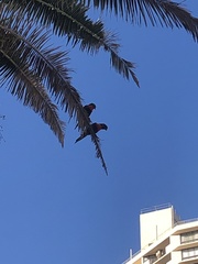 Trichoglossus moluccanus