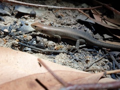 Robust Rainbow-Skink photo 2