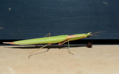 Episcopomantis chalybea