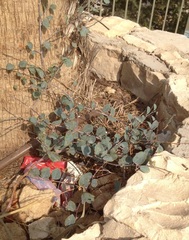 Capparis zoharyi