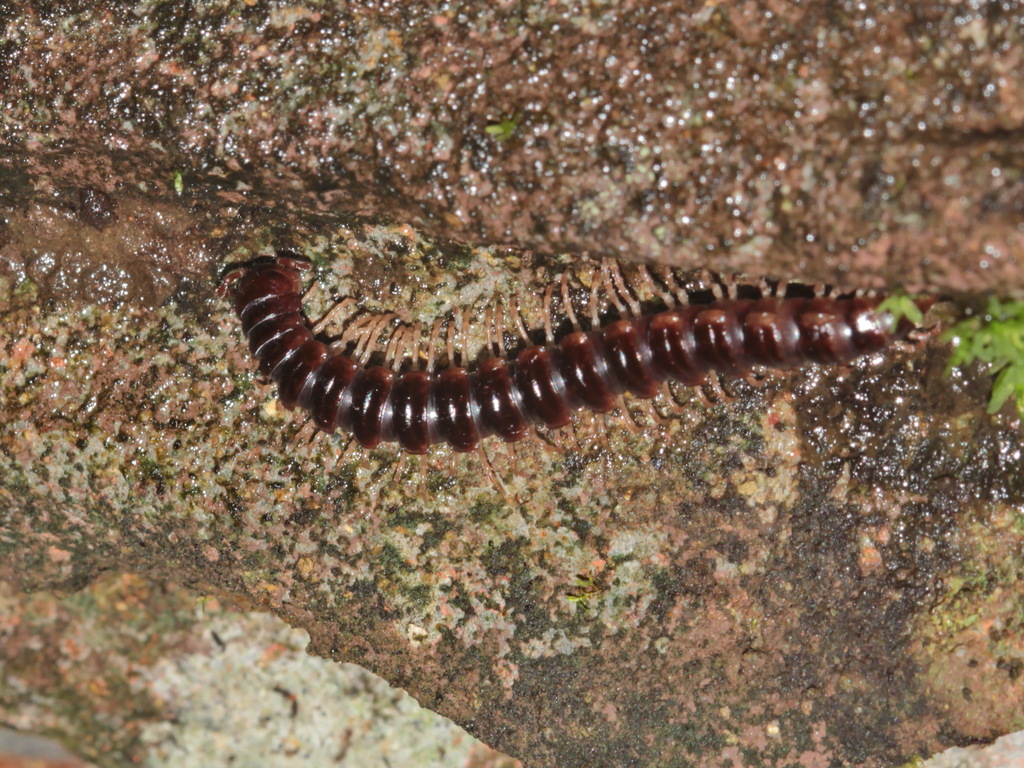 Tylopus veliger