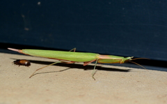 Episcopomantis chalybea