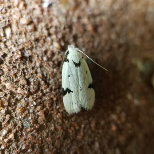 Black-marked Inga Moth photo 3