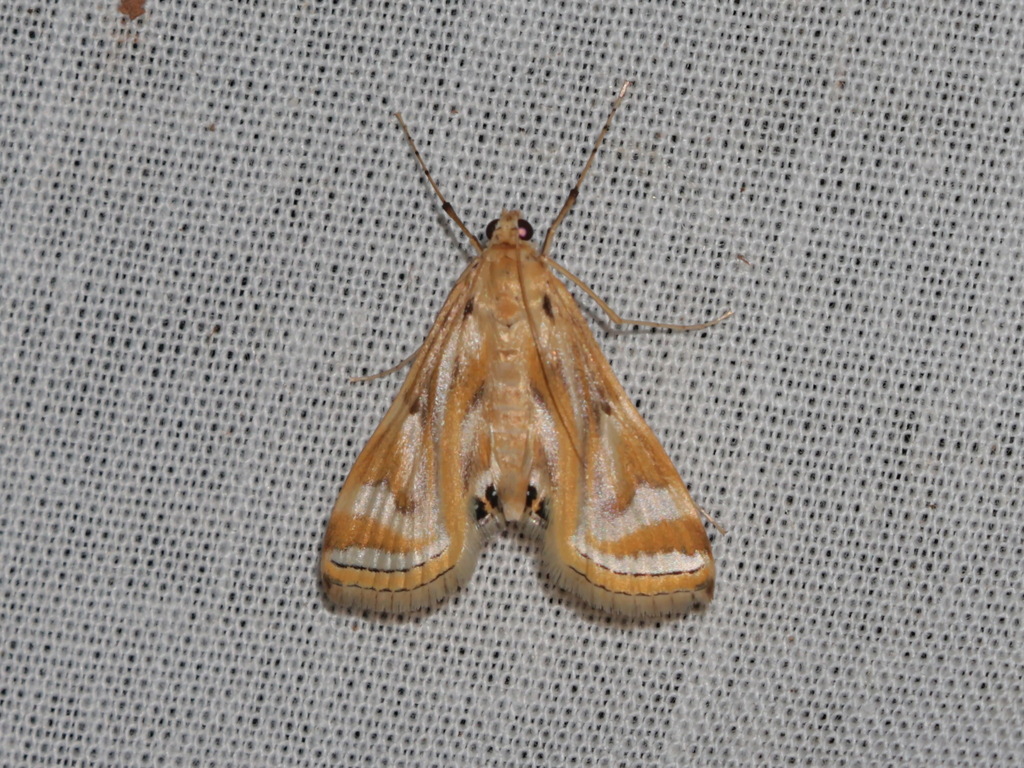Eoophyla melanops