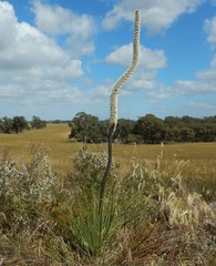 Xanthorrhoea caespitosa