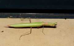 Episcopomantis chalybea