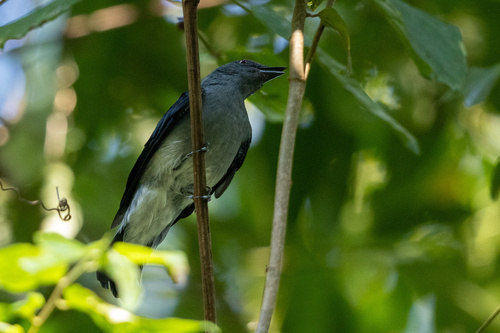 Lesser Cuckooshrike (Lalage fimbriata), photo 9