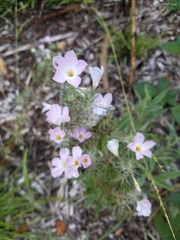 Leptosiphon grandiflorus