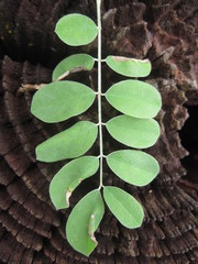 Indigofera lindheimeriana
