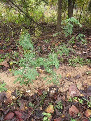 Indigofera lindheimeriana